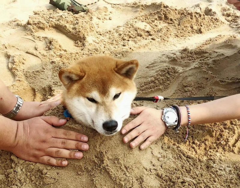 Shiba Inu sad dog buried