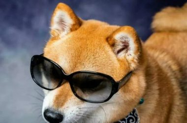 Shiba Inu Sunglasses Cool