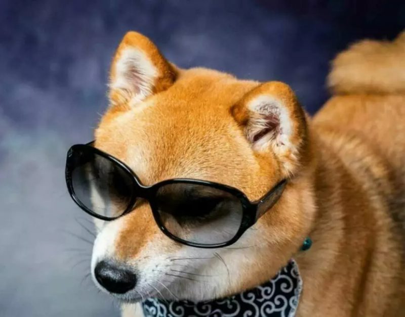 Shiba Inu Sunglasses Cool