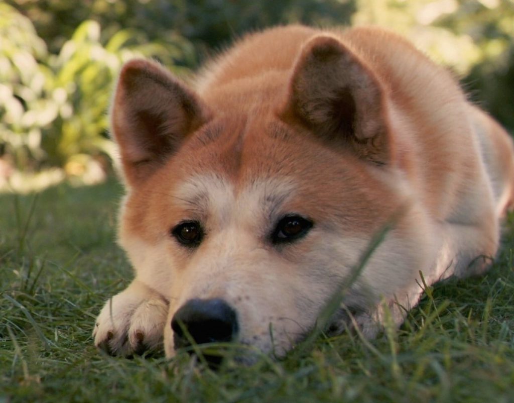 shiba inu sad dog