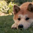 Shiba Inu sad unhappy dog