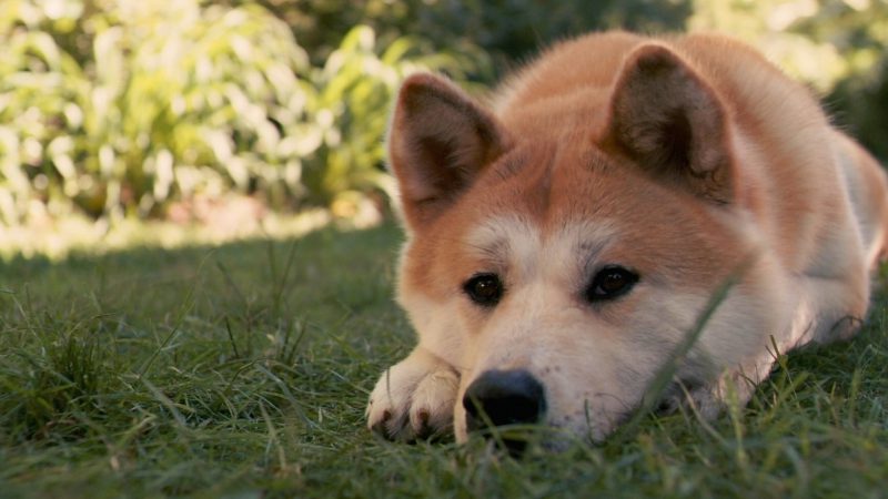 Shiba Inu sad unhappy dog