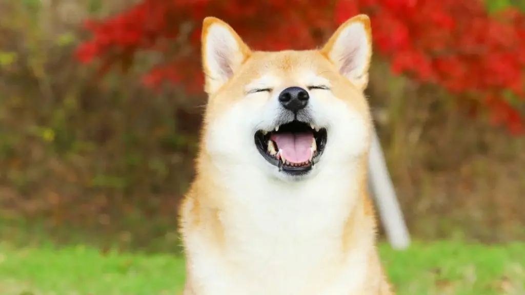 Shiba inu