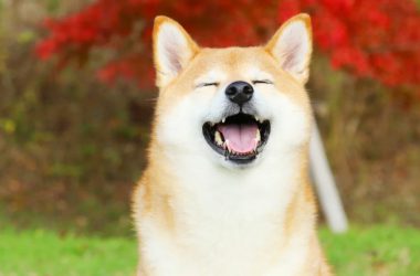 Shiba inu