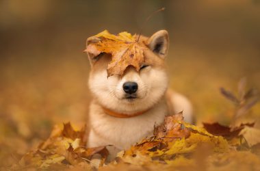 Shiba Inu