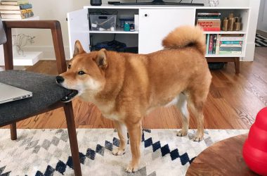 Shiba Inu Bites