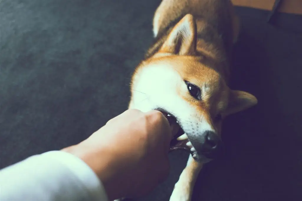 Shiba bite sale