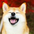 Shiba Inu