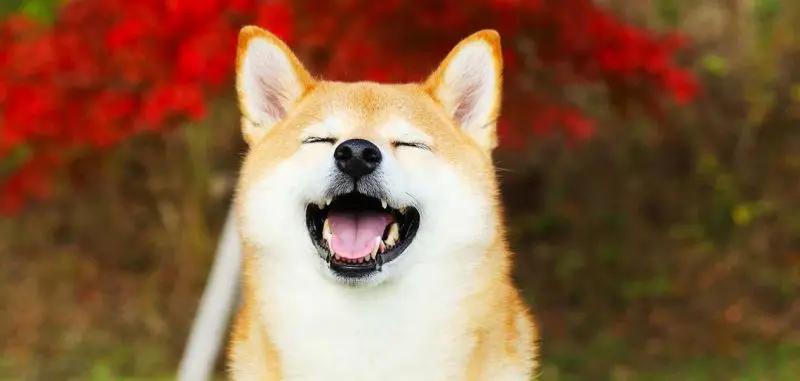 Happy shiba hot sale inu