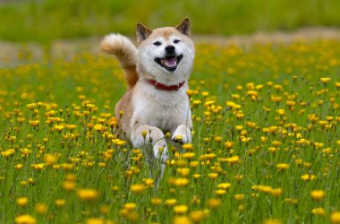 Shiba inu