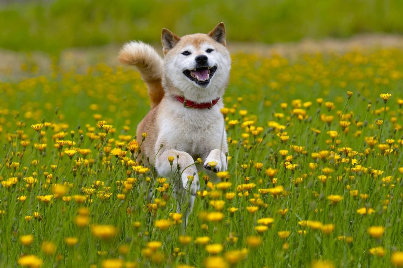 Shiba inu