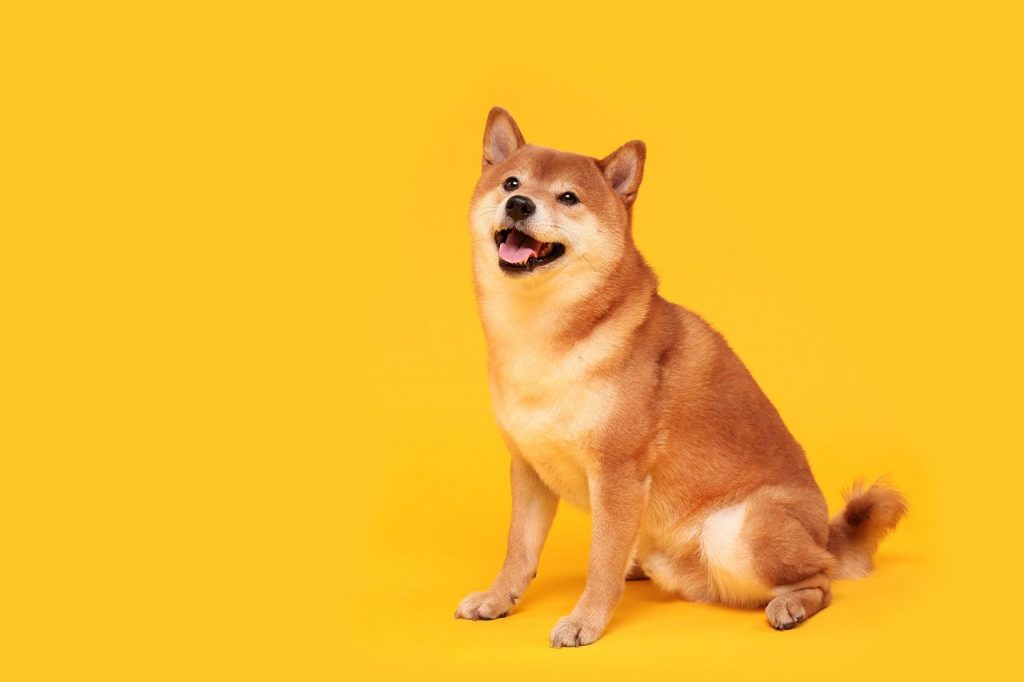 Shiba Inu