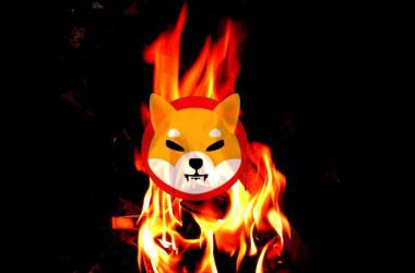 Shiba Inu