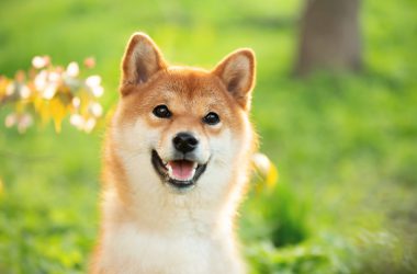 Shiba Inu