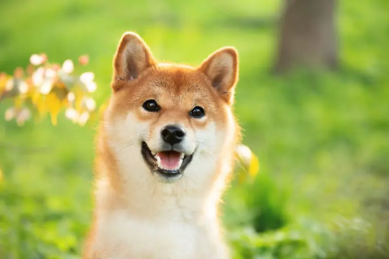 Shiba Inu