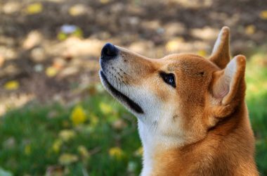 Shiba inu
