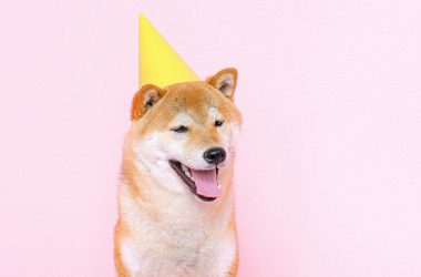 Shiba Inu