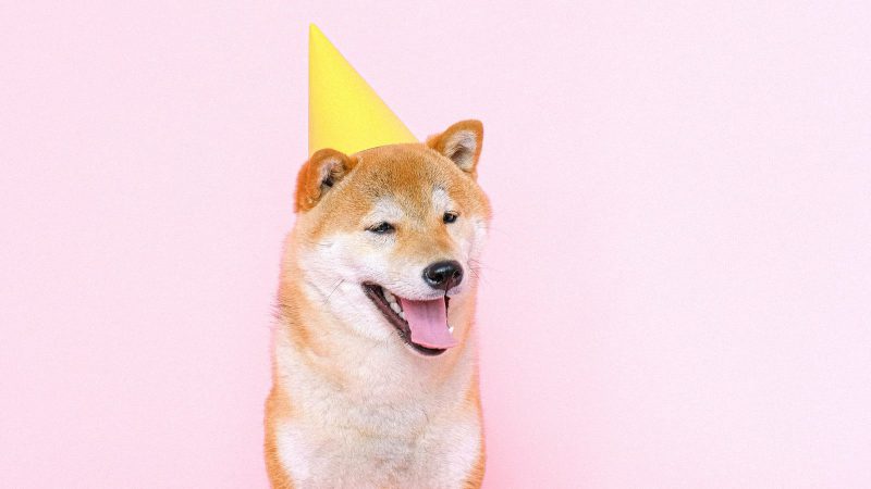 Shiba Inu