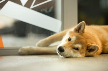 Shiba Inu
