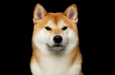 Shiba Inu