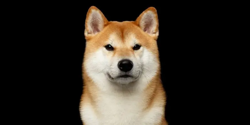 Shiba Inu