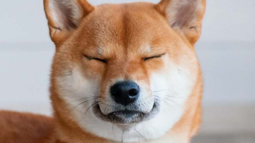 Shiba Inu