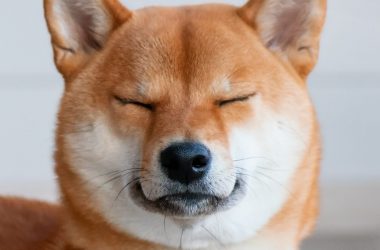 Shiba Inu