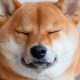 Shiba Inu