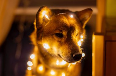 shIBA iNU