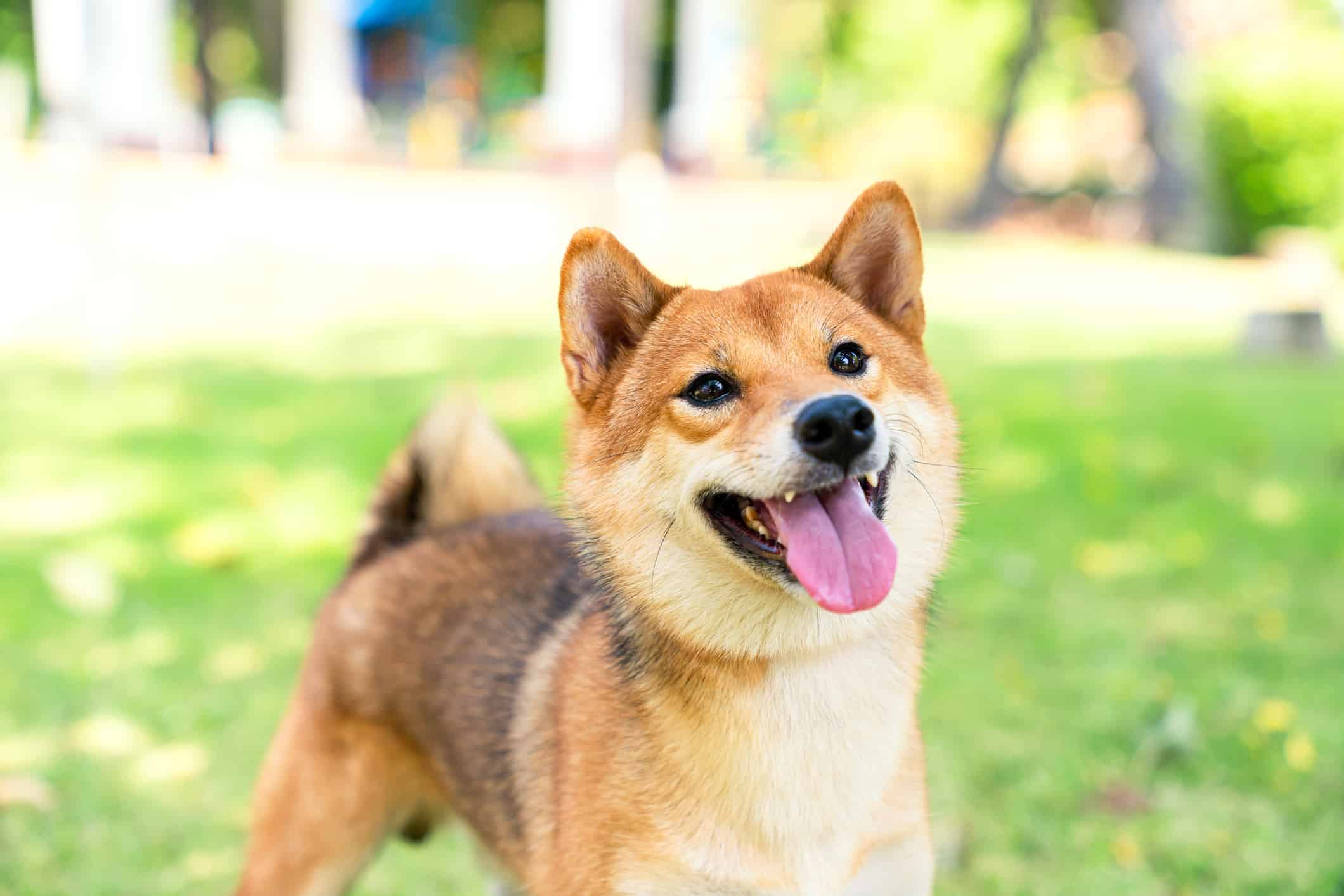 Shibarium: Why A Rise In Gas Fees Could be Bad For Shiba Inu