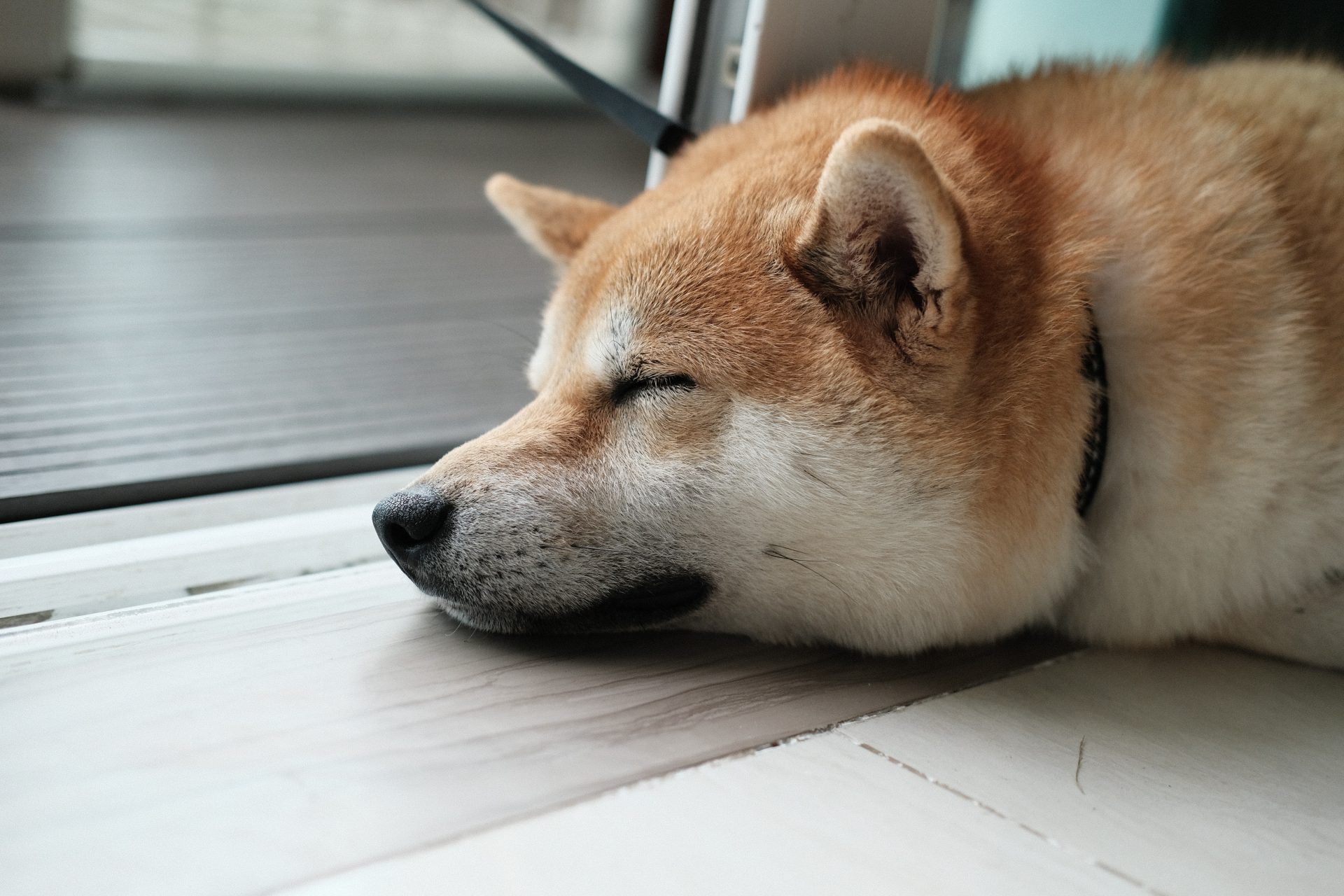 Shiba Inu: کی Shibaswap راه اندازی می شود؟