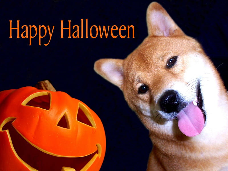 Halloween shiba hot sale inu