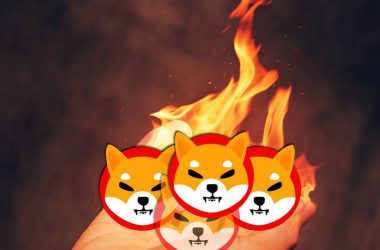 Shiba Inu