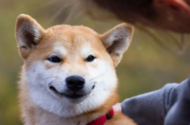 Shiba Inu