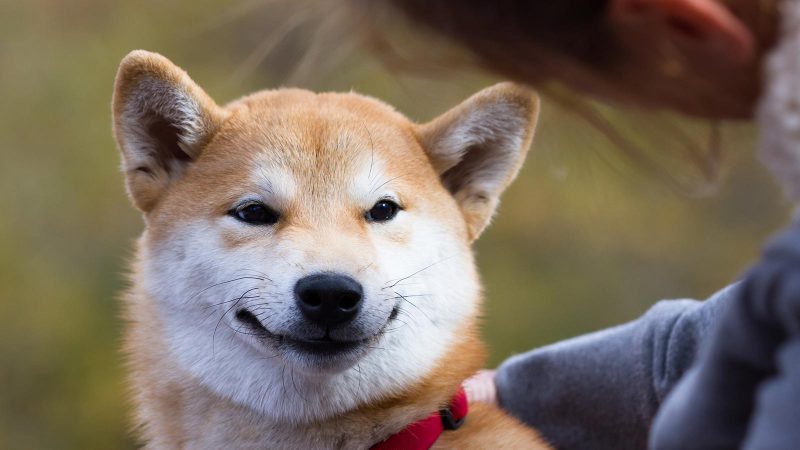 Shiba Inu