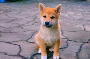 Shiba Inu
