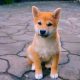 Shiba Inu