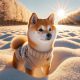 shiba inu