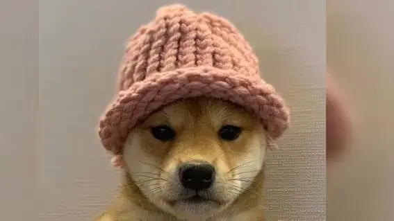 meme coin dogwifhat