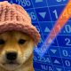 dogwifhat wif cryptocurrency meme coin
