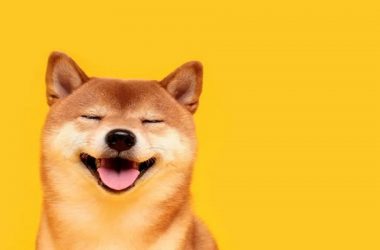 Shiba Inu