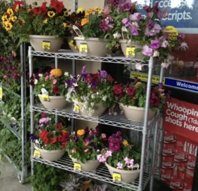 Does Rite Aid Sell Flowers?
