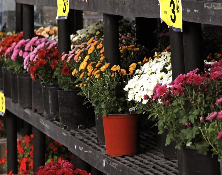 Does Rite Aid Sell Flowers?