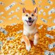 SHIBA INU PLAYING WITH MONEY