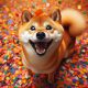 Shiba Inu