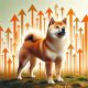 SHiba INu