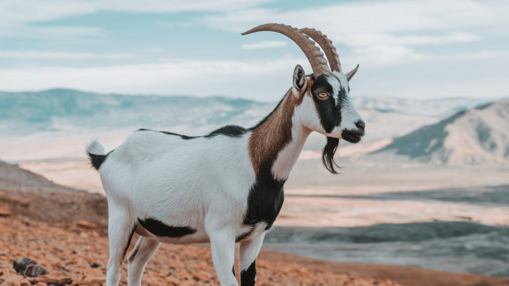 GOAT: AI-Controlled Meme Coin Surpasses $800M Market Cap