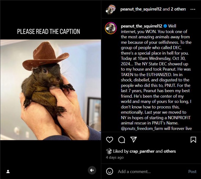 Peanut the Squirrel Sparks Solana Meme Coin Frenzy 200 Target