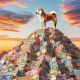 Shiba inu on Mountain top