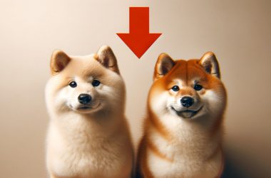 shiba inu dogecoin